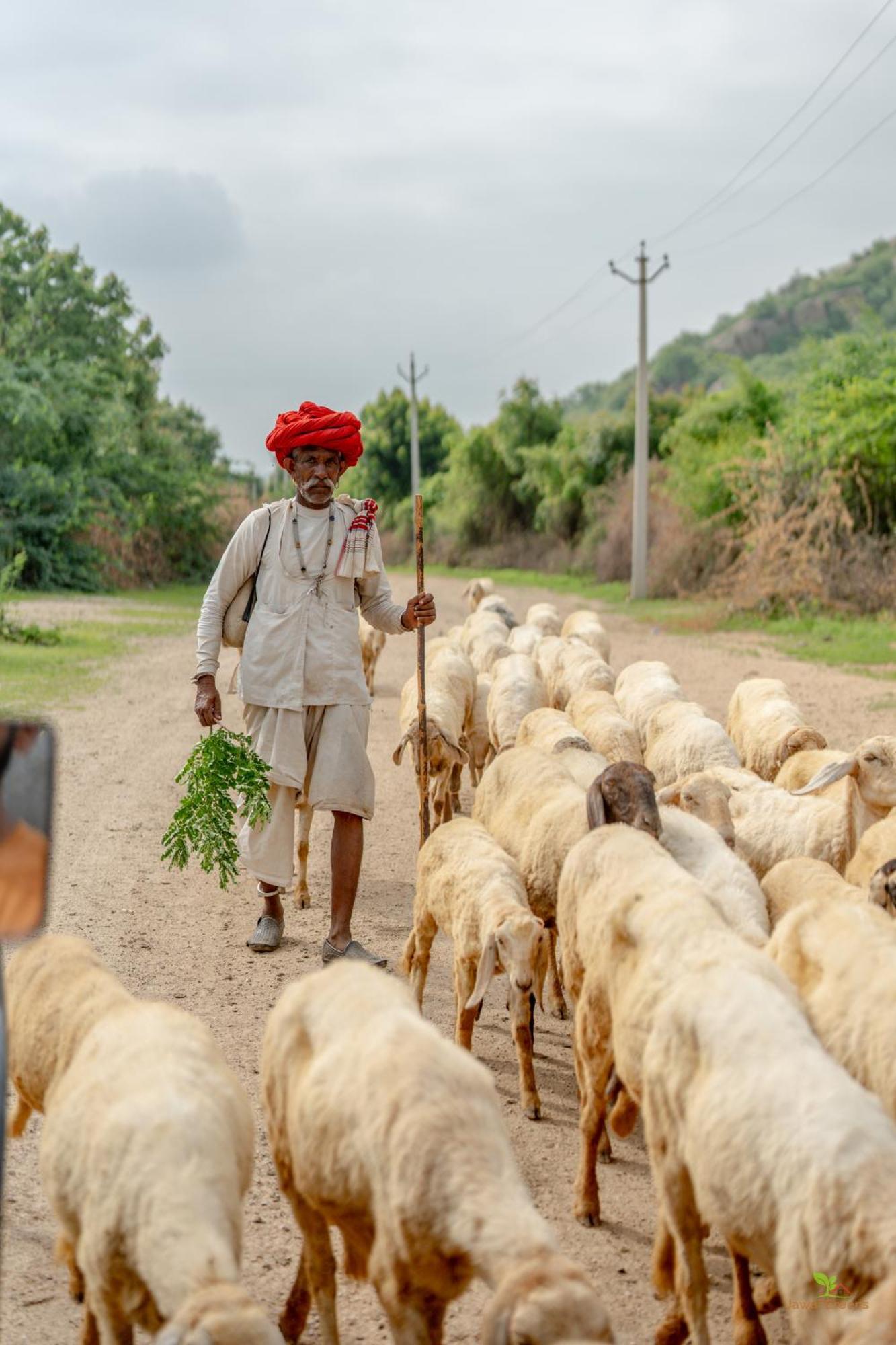 Jawai Greens Jawai Bandh Exteriér fotografie